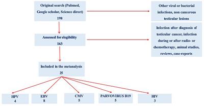 Role of Viral Infections in Testicular Cancer Etiology: Evidence From a Systematic Review and Meta-Analysis